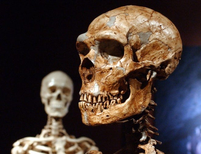 This Jan. 8, 2003 file photo shows a reconstructed Neanderthal skeleton, right, and a modern human version of a skeleton, left, on display at the Museum of Natural History in New York. Humans and Neanderthals may have coexisted in Europe for more than 5,000 years, providing ample time for the two species to meet and mix, according to new research. Using new carbon dating techniques and mathematical models, the researchers examined about 200 samples found at 40 sites from Spain to Russia. (AP Photo/Frank Franklin II, FILE)