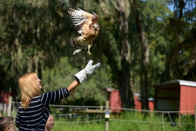 ALEX.SANCHEZ@STAUGUSTINE.COM Kathleen Deckard releases Kathleen, a red-shouldered hawk, into the wild on Aug. 9 as her children, Abigail, 9, and Gavin, 7, look on at HAWKE, a wildlife rehabilitation nonprofit.