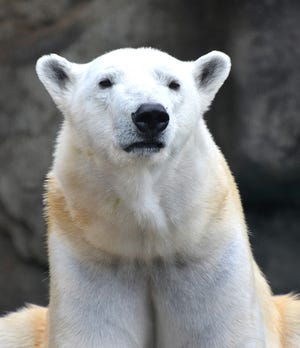 Polar bear Anana at Lincoln Park Zoo in Chicago is headed to the N.C. Zoo until 2016 while construction is completed on her habitat there. (Lincoln Park Zoo photo)