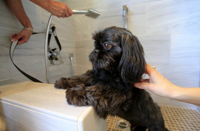 Buddy gives the shower a test run in the pet spa suite option in the new homes of the Avignon development at the new Blackstone community in Brea, Calif. Photo by MCT