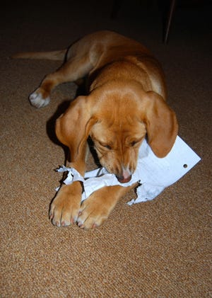 Author Shirley Salemy Meyer's puppy chews on her daughter's social-studies homework that she left on a low table. Important papers should be moved out of reach of puppies.