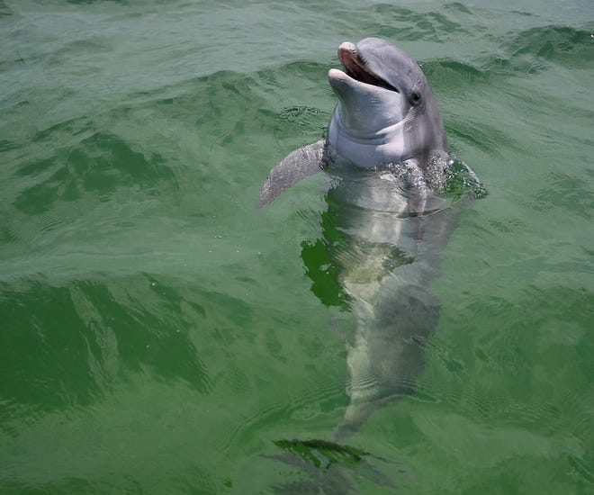 Dolphin chatters from the water. National Oceanic and Atmospheric Administration officials are warning beachgoers not to feed wild dolphins. The fine for feeding a dolphin can run more than $5,000.