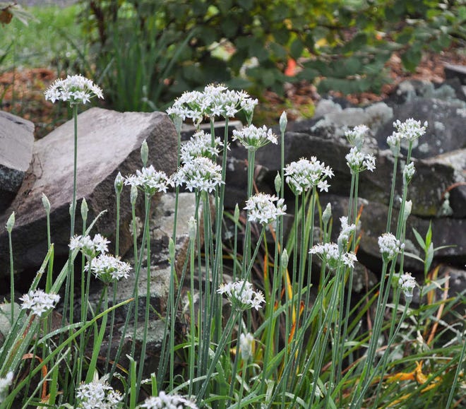 This undated photo shows garlic chives which is ornamental, tasty, and -- when grown at an appropriate location, such as the one depicted in New Paltz, New York -- does not threaten to become weedy. (AP Photo/Lee Reich)