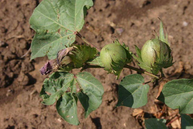 South Plains cotton bolls appear full and ready to open within a few weeks.