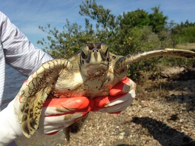 A juvenile Green Sea Turtle is handled by a researcher at the UF Whitney Laboratory for Marine Bioscience.