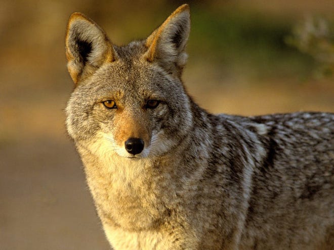 File photo of coyote.