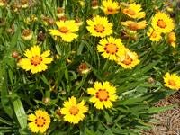 Coreopsis is a good perennial choice for planting in early fall.