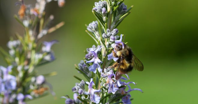 AP photo

A bumble bee searches for nectar from a Rosemary plant near Langley, Wash. Honeybees are irreplaceable as pollinators but you can somewhat offset their loss by attracting beetles, butterflies and moths, dragonflies, feral bees, bumblebees and wasps, among others.