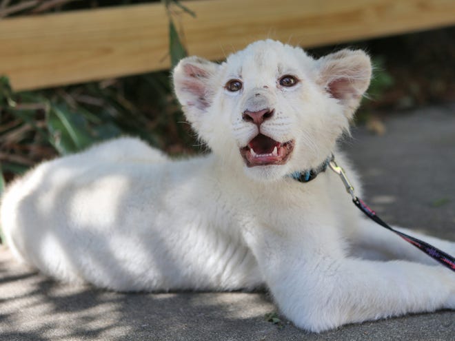 Husani, a rare white lion cub, enjoys some shade on Friday, Sept. 5, 2014, at ZooWorld in Panama City Beach, Fla.