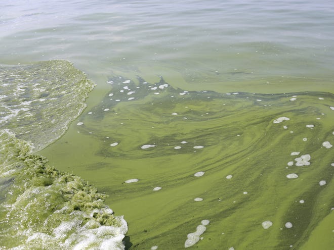 FILE - In this Aug. 3, 2014 file photo, an algae bloom covers Lake Erie near the City of Toledo water intake crib about 2.5 miles off the shore of Curtice, Ohio.