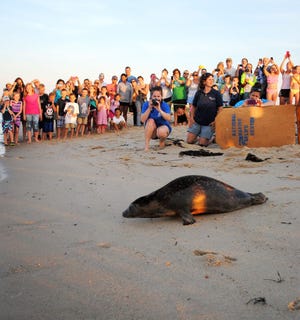 A crowd gathers to watch Belmont, a harbor seal, make his way to freedom after rehabilitation at a facility on Buzzard's Bay on Cape Cod. Belmont was rescued earlier this year as a premature pup off a beach in Hampton Harbor in New Hampshire.