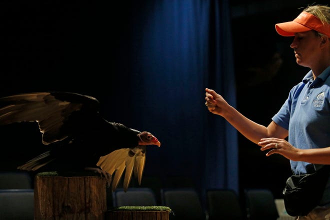 A turkey vulture waits for a command from trainer Shannon Zastoupil during a demonstration at the Pine Knoll Shores Aquarium.