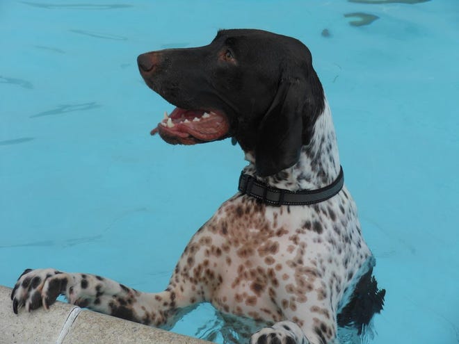 Nikolei, a German short-haired pointer, played in the pool at the fifth annual Dog Swim at Waynesboro’s Northside Pool Saturday afternoon.
