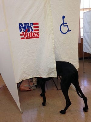Jasper, service dog for Susan Smith of Dover, assists her as she votes at First Parish Church in today’s primary election.