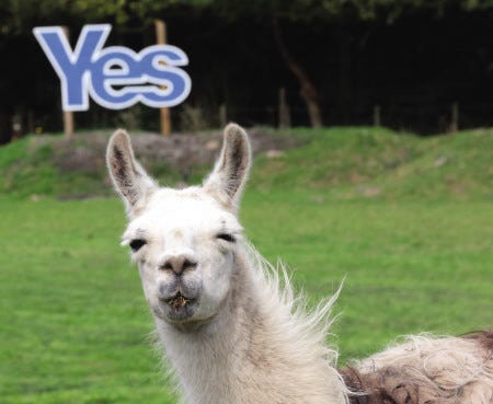 A “yes” sign is displayed in a field where llamas graze in Jedburgh, Scotland, on Monday. The British government plans to offer Scotland more financial autonomy in the coming days as polls predict a very close vote in the Sept. 18 referendum on Scottish independence.