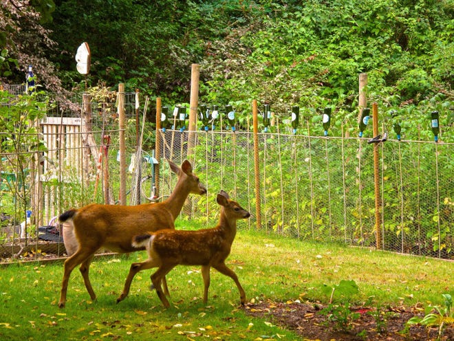A blacktail doe and fawn are steered away from these backyard gardens by some appealing-to-the-eye fencing in Langley, Wash.