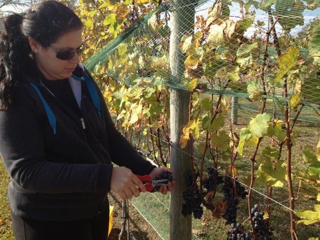 At Willow Creek Winery in West Cape May, grapes are picked off the vines by Eszter Dragos, who lives on the farm.
