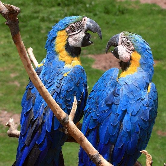 “Blue Macaws” by Skokie photographer Loel Martin, one of the artists scheduled to show work at the Art Spectacular at the Carillon this weekend.