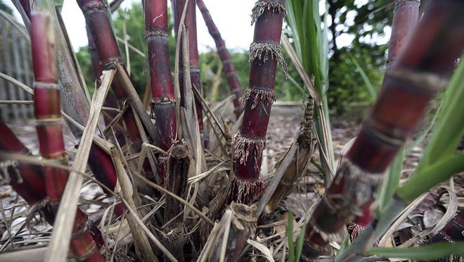 Red sugar cane at Mounts Botanical Gardens in West Palm Beach. Folks who attend the Edible Gardens Workshop on Sept. 27 can tour the vegetable, fruit and herb gardens at the adjacent Mounts before or after the program.(Bill Ingram / Palm Beach Post)