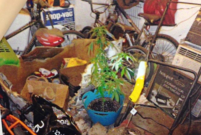 A photo from 23 St. Paul St., Blackstone, included with court documents, shows plants believed to be marijuana. Raymond Rivera of that address faces drug charges.