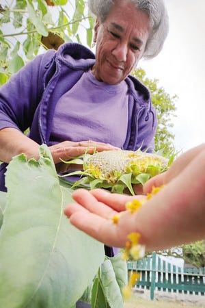 PHOTO PETER PEREIRA/The Standard-Times ++ A youngsters hand grabs the seeds as Phyllis Corchado pulls them from a sunflower grown at the Hazelwood Senior Center's garden in the back of the facility in the south end of New Bedford.