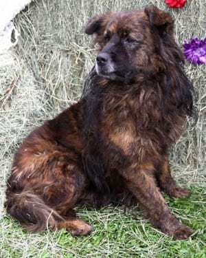 Doogie is a 2-year-old neutered male chow/Australian shepherd mix.