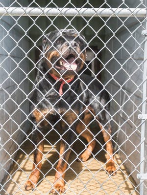 Niko, a Rottweiler, in a cage at Brockton Animal Control.