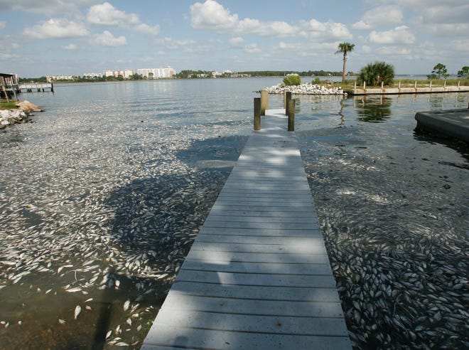 Thousands of dead fish were floating at the boat ramp at St. Andrews State Park in October 2007. Red tide was blamed for the devastating fish kill that year.