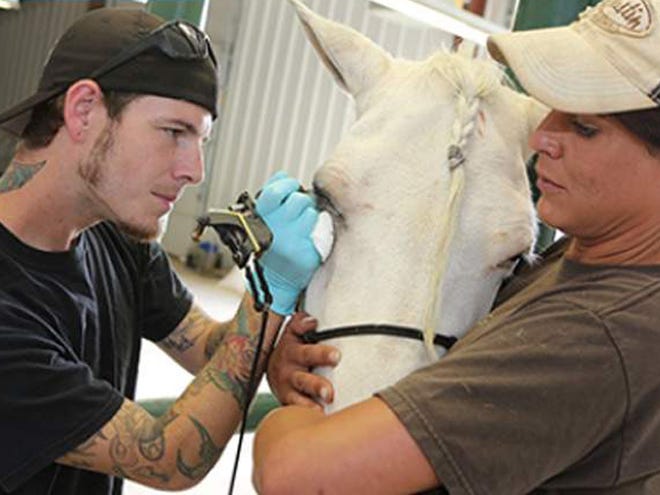 Wayne Murray, tattoo artist of Havelock, tattoos around the eyes of Mighty Whitey an albino Tennessee walking horse held by owner Liz Wyatt of Jacksonville, N.C., on Wednesday morning at the Warsaw Animal Hospital in Warsaw, N.C. The black tattoo will aid in the prevention of carcinoma.
