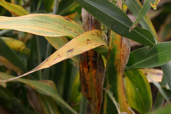 A sorghum leaf is discolored from yellow sugarcane aphids. White sugarcane aphids, a new invasive species, were also recently spotted.