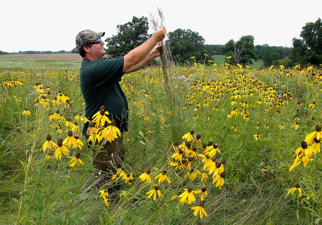 Jason Shoemaker, Parklands Foundation land steward, examines a stand of big bluestem grass, native to Illinois, while he walked the foundation’s prairie land near Lexington. The foundation has restored the park to original prairie found at the time settlers arrived in Illinois.