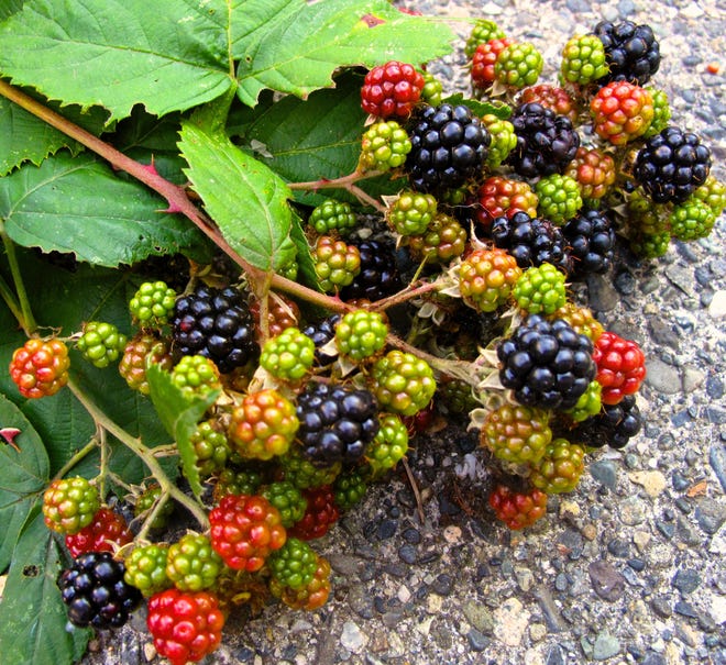 AP photo

Blackberries, like these growing wild on a farm near Langley, Wash., are especially popular for adding beautiful colors and enriching flavors to blended drinks. Follow the harvest and work with whatever is ripening to flavor your nutrient-rich smoothies.