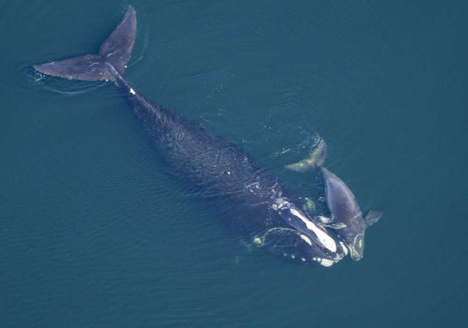 In this Feb. 2009 photo provided by the New England Aquarium, a North Atlantic right whale swims with her calf in the Atlantic Ocean off the coast of the United States near the border between Florida and Georgia. The Obama Administration is opening the Eastern Seaboard to offshore oil exploration for the first time in decades. The announcement made Friday, July 18, 2014, also approved the use of sonic cannons to map the ocean floor identifying new oil and gas deposits in federal waters from Florida to Delaware. The sonic cannons pose real dangers for whales, fish and sea turtles.(AP Photo/New England Aquarium) ** NO SALES **