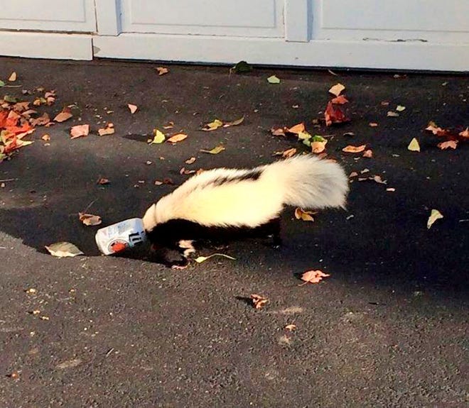 An animal control officer was able to free and release the skunk without being sprayed.
