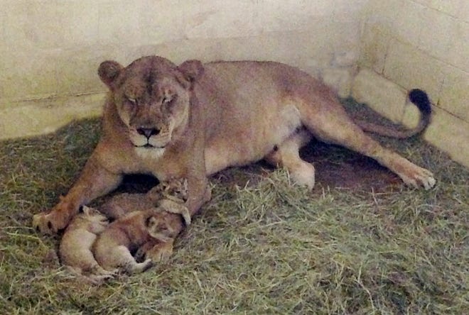 Tamu and her three new cubs.