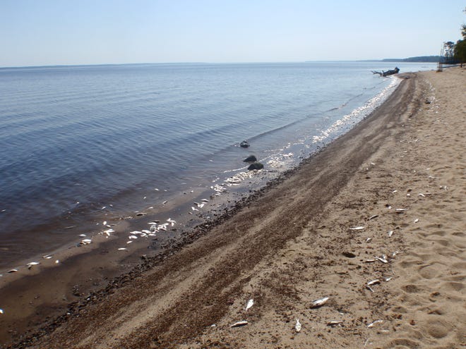 A recent fish kill shown along the banks of the Neuse River.