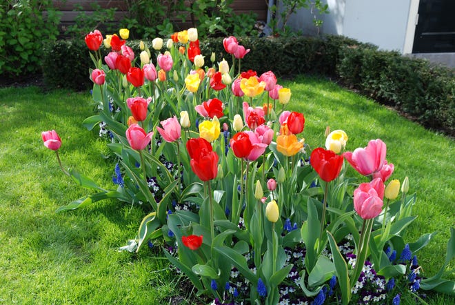 Bulbs for tulips, above, and daffodils need to be ordered and planted in October and November.