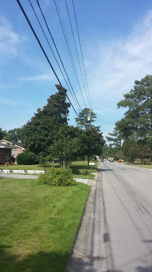 A magnolia tree in the Northwoods area of Jacksonville is L-shaped after Duke Energy Progress’ contractor, Davey Tree Expert Company, in recent weeks has been clearing foliage determined too close to utility lines.