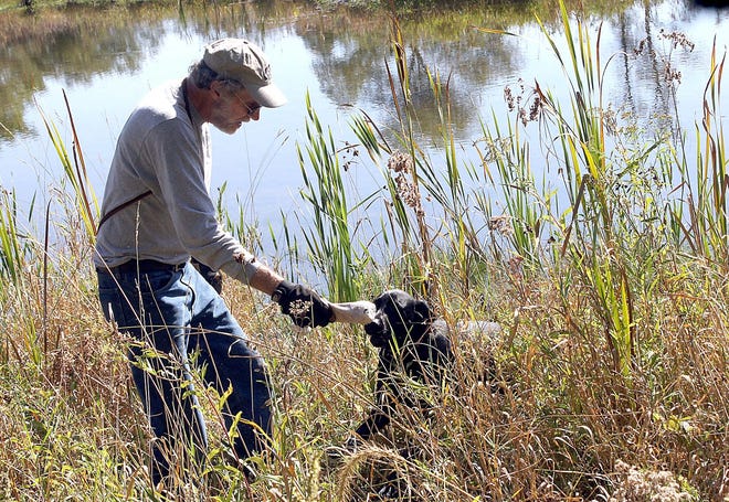 Dave Holcomb rewards his Labrador Retriever, Gia, with a toy after a successful find. ANDY BARRAND PHOTO