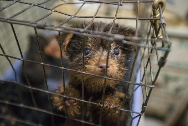 One of the dogs rescued from a suspected puppy mill in Henrietta.
(Chris Keane/AP Images for The Humane Society)