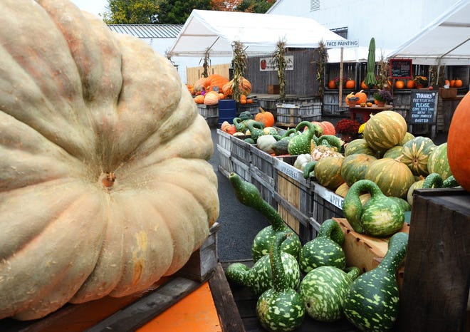 Whimshical gourds and pumpkins at Applecrest Farm in Hampton Falls. Suzanne Laurent photo