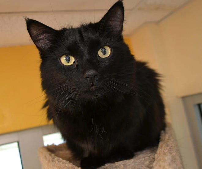 Meet Bat the cat, who is in search of a new home.

Courtesy photo