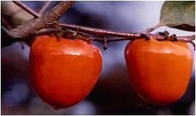 By the time your persimmon tree is 5 years old, you will have plenty of fruit to pick and eat.