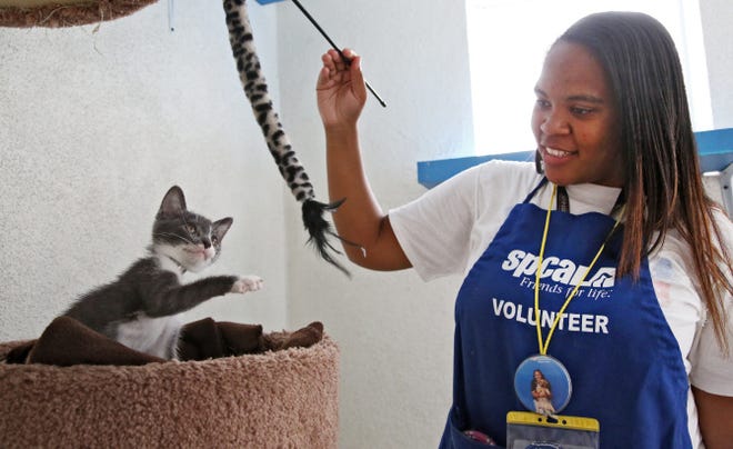 Jourdan Giron, of Lawndale, Calif., a shelter volunteer at the Los Angeles SPCA adoption center, plays with a kitten at the center.