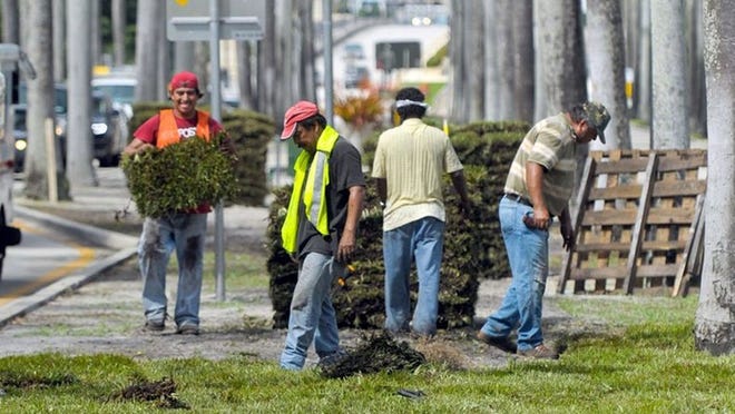Workers lay sod on the median on Royal Palm Way on Tuesday.