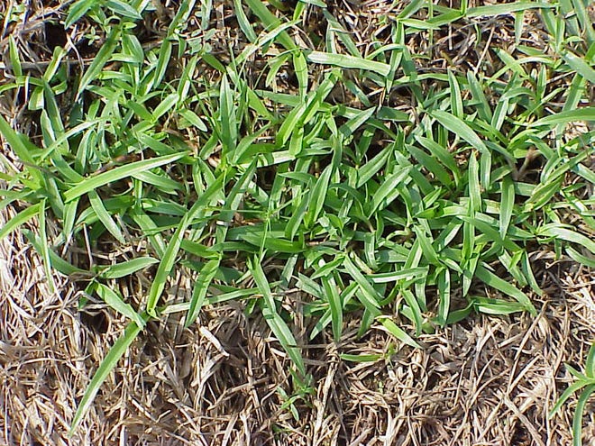 Doveweed, if left unchecked, will multiply and create a beautiful, dense mat with no
sign of grass in view.