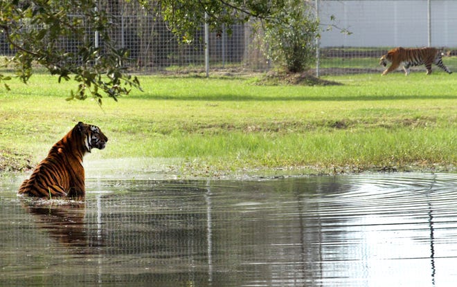 Tiger Arthur, foreground, swims while Amanda patrols in the background at the Big Cat Rescue in Tampa, Fla. Big Cat Rescue CEO Carole Baskin used the crowdfunding site LoveAnimals.org to raise money for a fence extension for the 2.5-acre open-air enclosure
