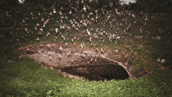 Bracken Cave in Comal County, north of San Antonio, is the summer home to the largest colony of bats in the world. An estimated 20 million Mexican free-tailed bats roost in the cave from March to October.