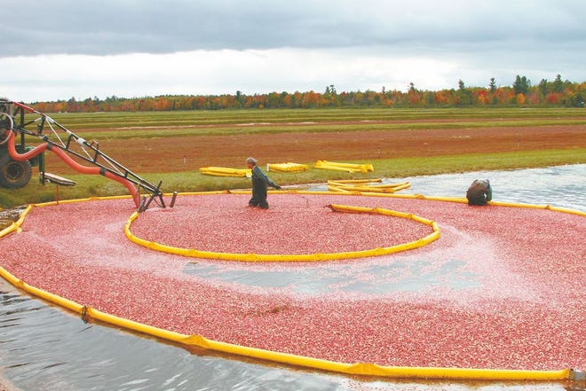 Workers at the Michigan Cranberry Company use booms to direct floating cranberries to be pumped into trucks during the company's harvest. The beds are flooded during harvest, and four air chambers inside the cranberries cause the fruit to float to the top for removal.