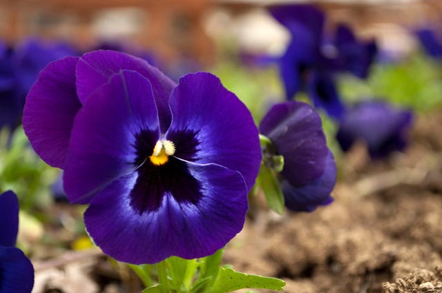 Hirurg/iStock/ThinkStock - Violet pansy in a garden